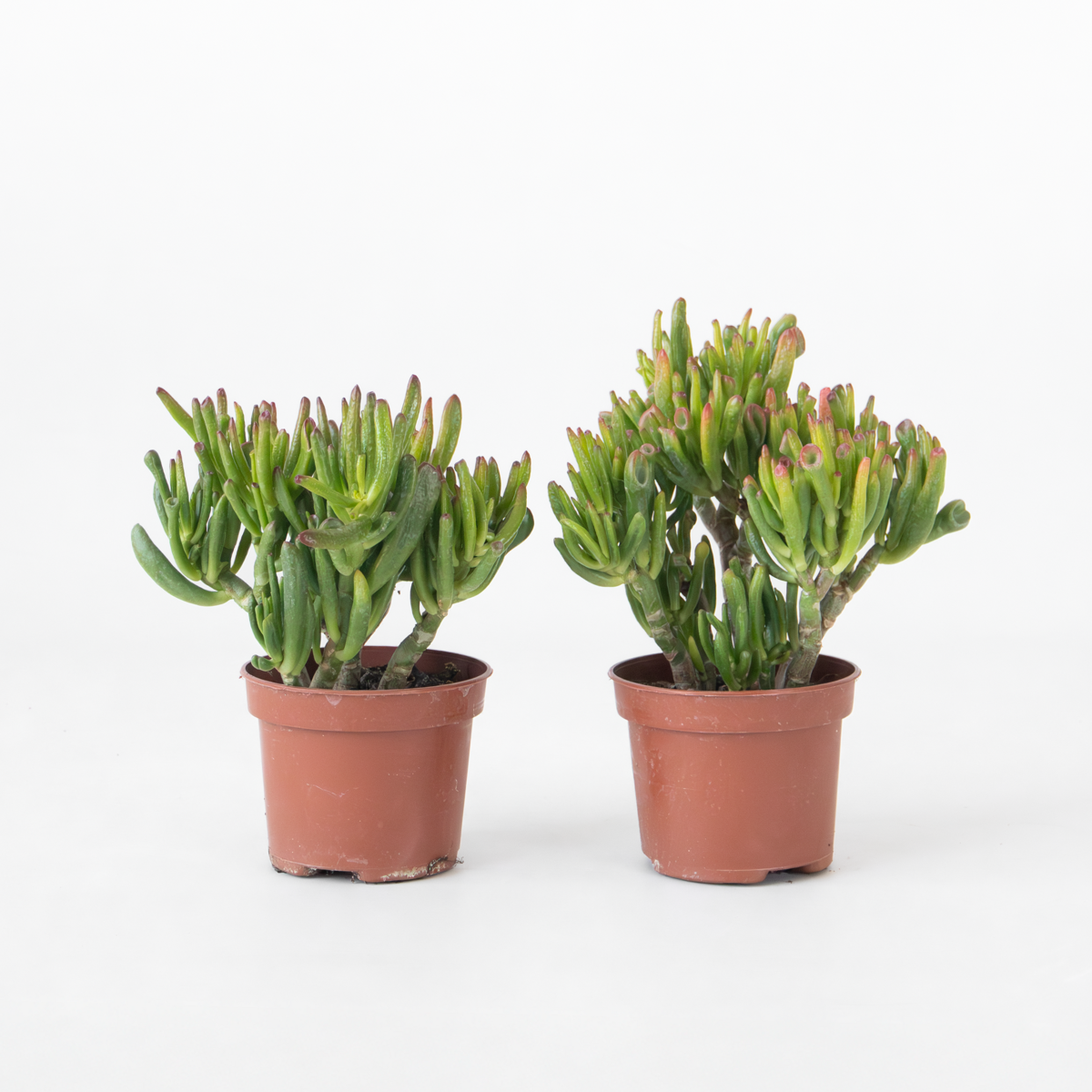 Crassula ovata 'Hobbit' - Set van 2