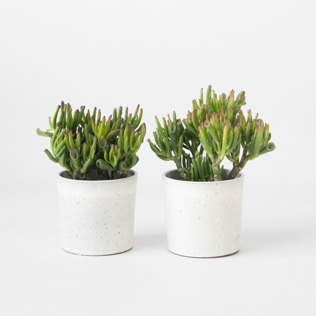 Crassula ovata 'Hobbit' - Set van 2