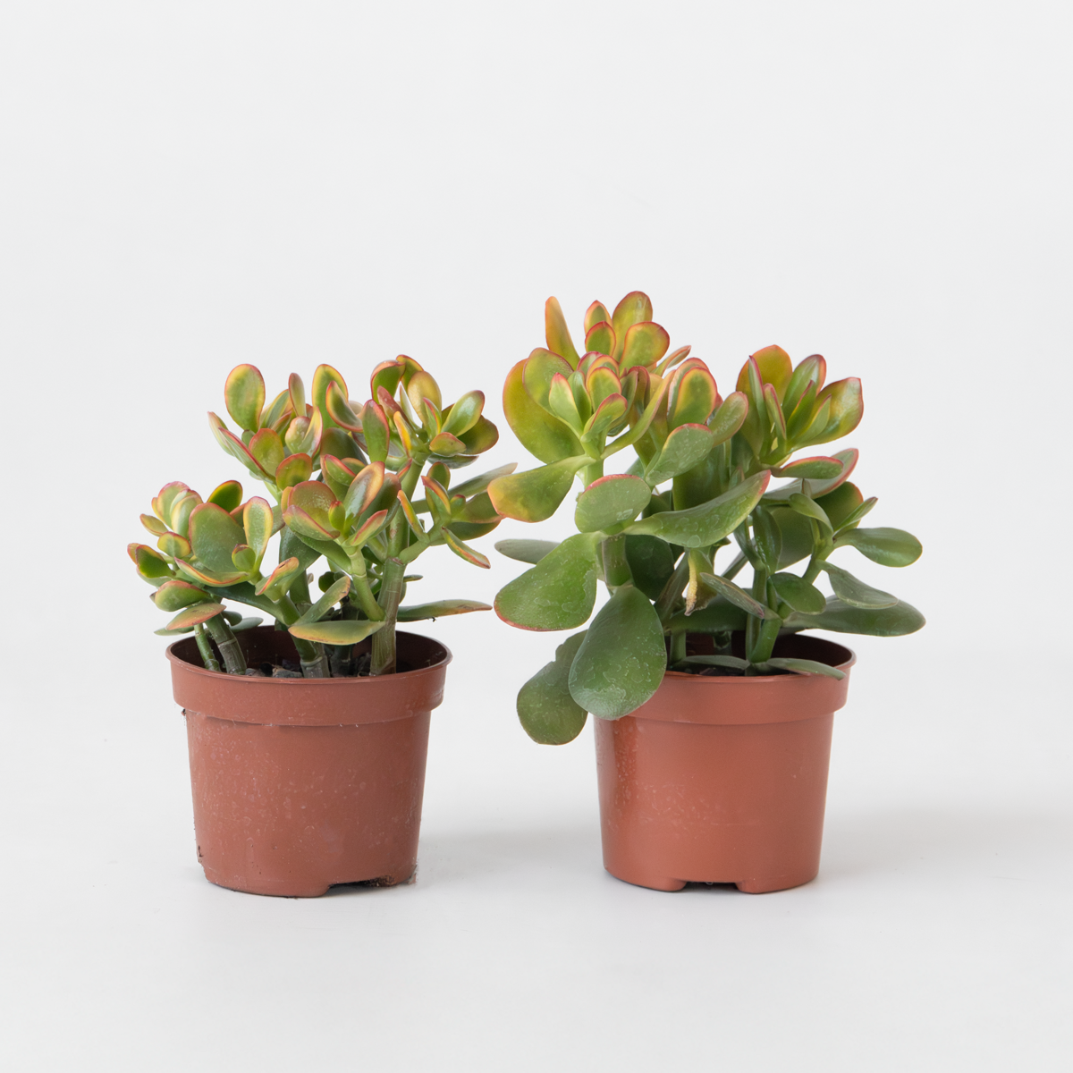 Crassula ovata 'Sunset' - Set van 2