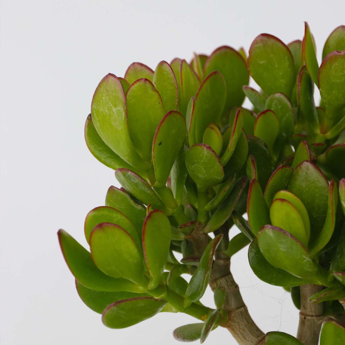Crassula ovata 'Minor'
