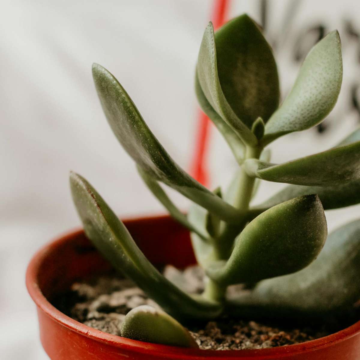 Crassula ovata 'Minor'