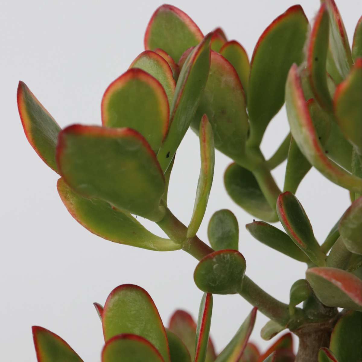 Crassula ovata 'Sunset'