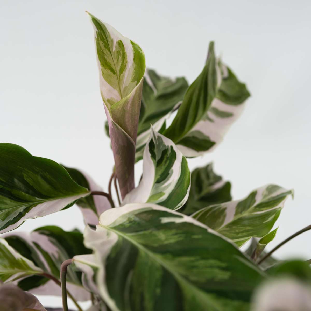 Calathea 'Fusion White'