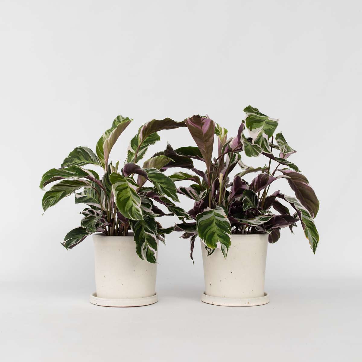 Calathea 'Fusion White' - Set van 2