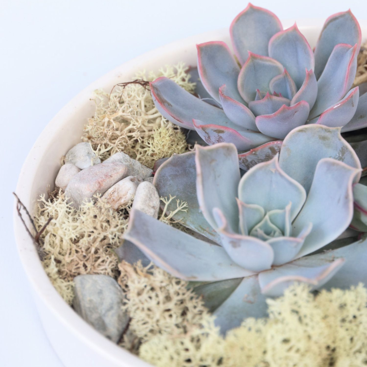 Echeveria - vetplanten op decoratieve schaal - Wit