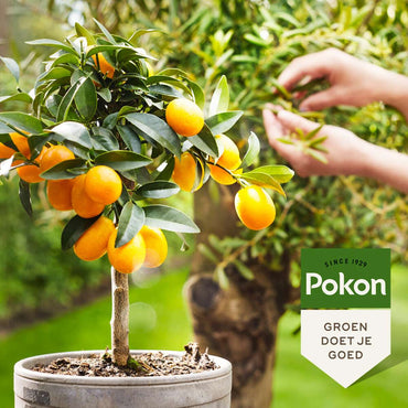 Pokon vloeibare plantenvoeding Mediterraanse Planten - 500ml