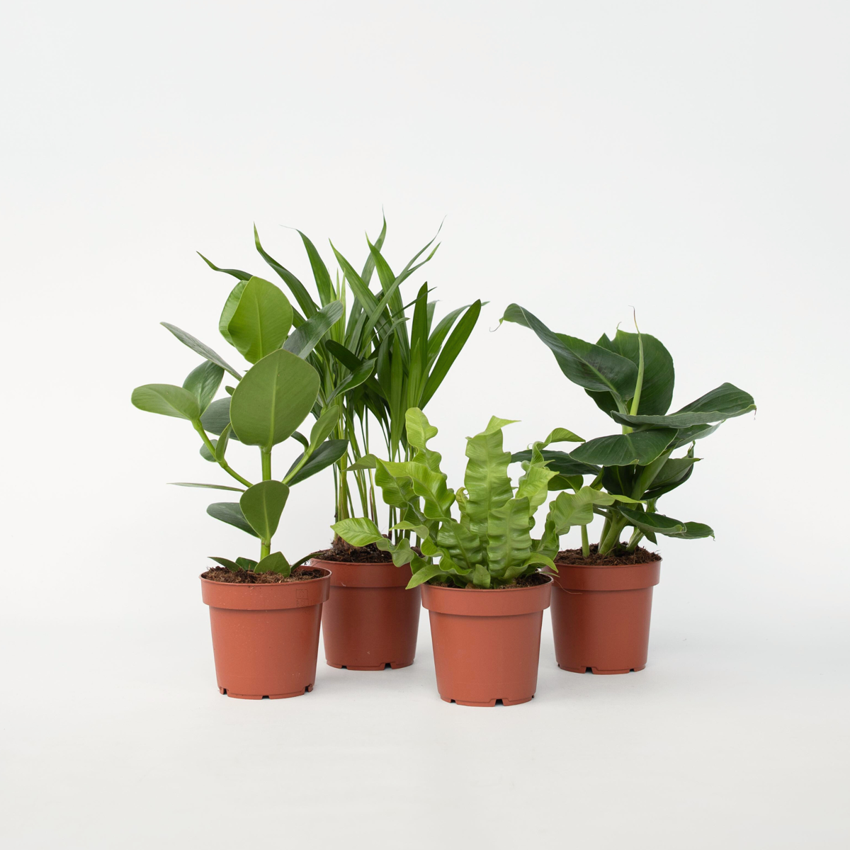 Groen Kwartet - Mix van 4