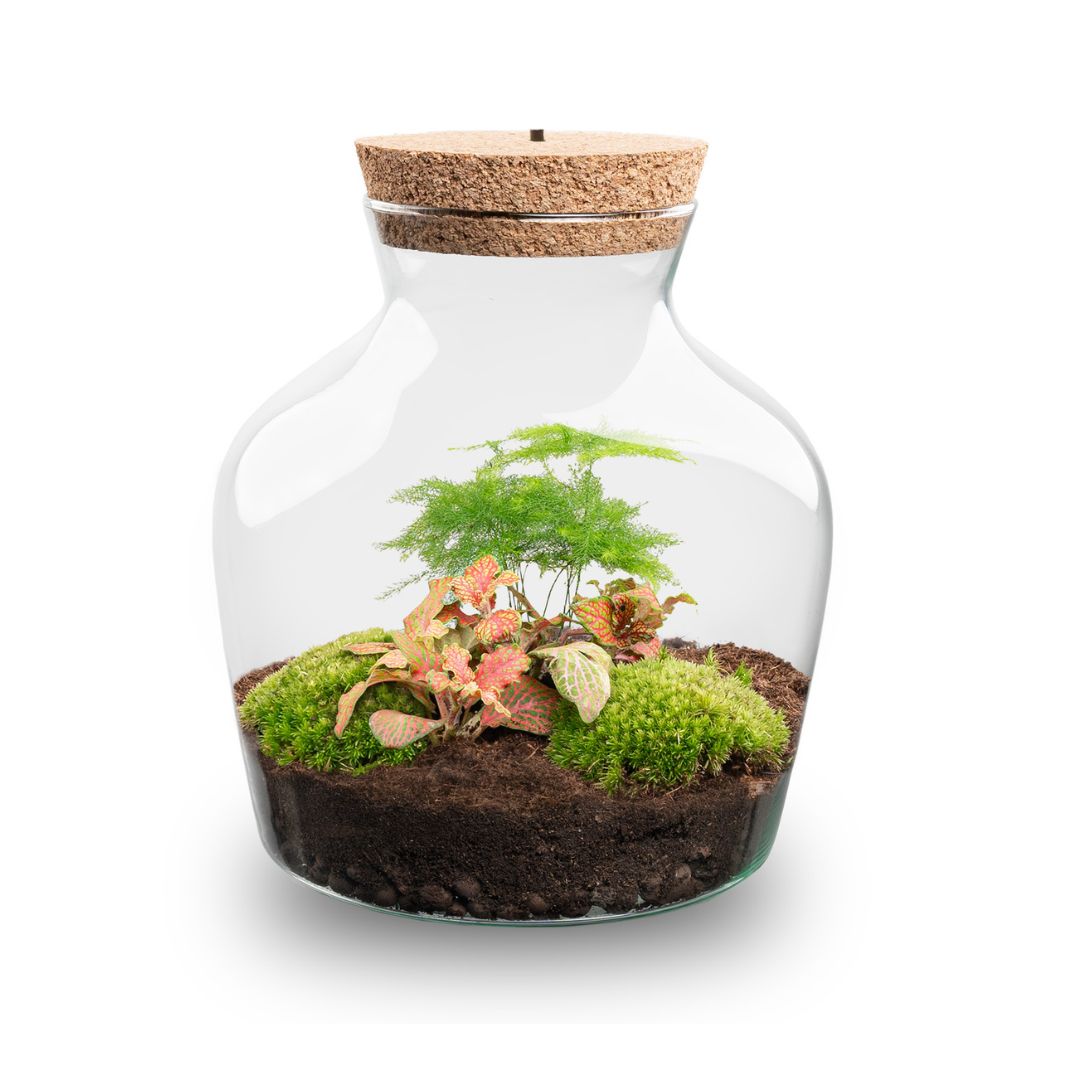 Terrarium DIY Kit with LED lightning - Little Joe - Bottle Garden - ↑ 21.5 cm