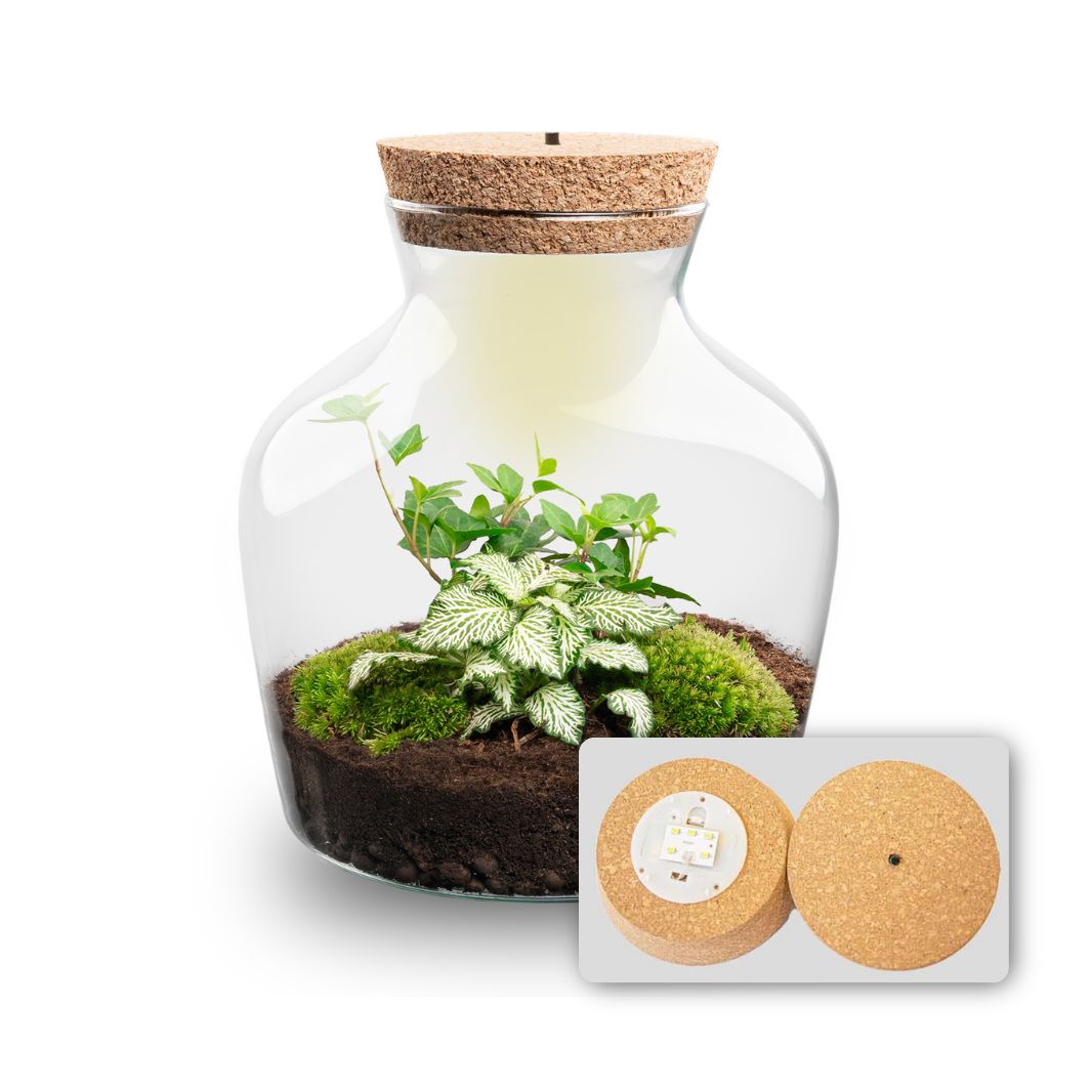 Terrarium DIY Kit with LED lightning - Little Joe - Bottle Garden - ↑ 21.5 cm