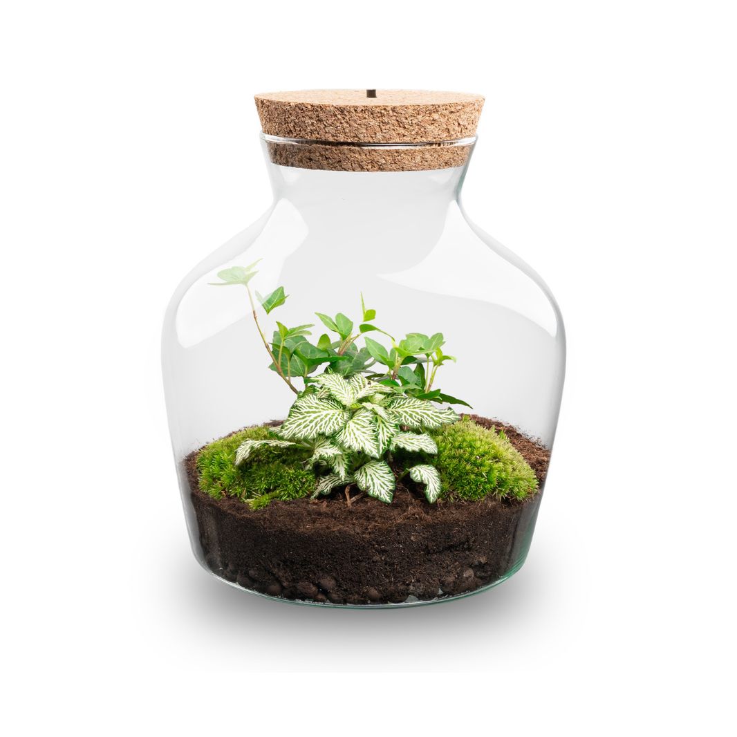 Terrarium DIY Kit with LED lightning - Little Joe - Bottle Garden - ↑ 21.5 cm
