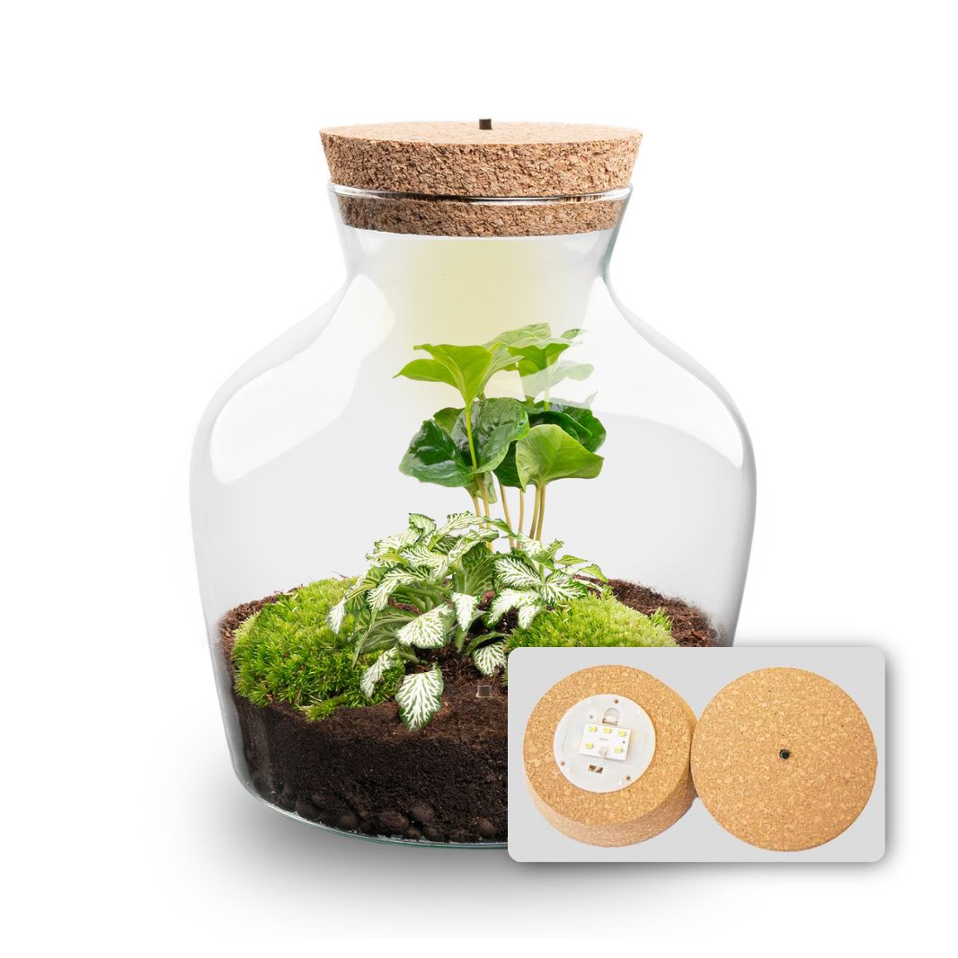 Terrarium DIY Kit with LED lightning - Little Joe - Bottle Garden - ↑ 21.5 cm