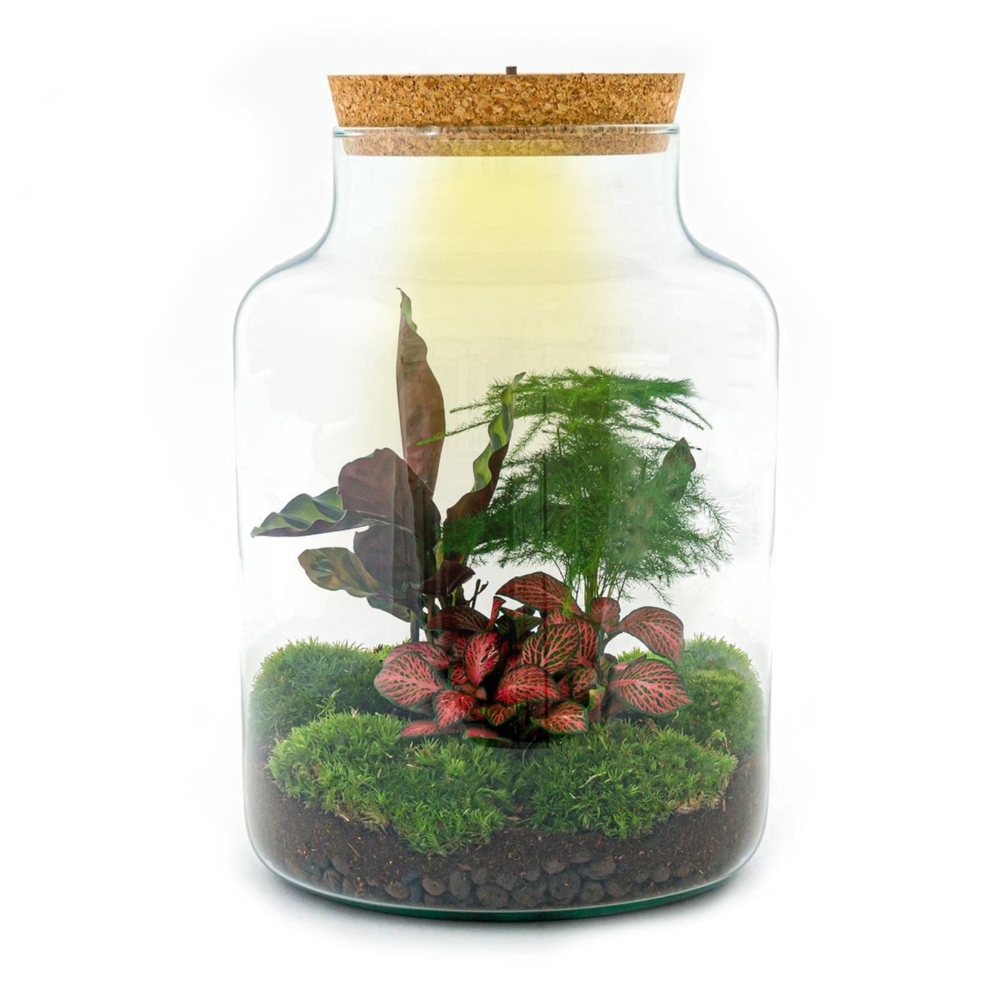 Terrarium DIY Kit - Milky - Bottle Garden - ↑ 30 cm