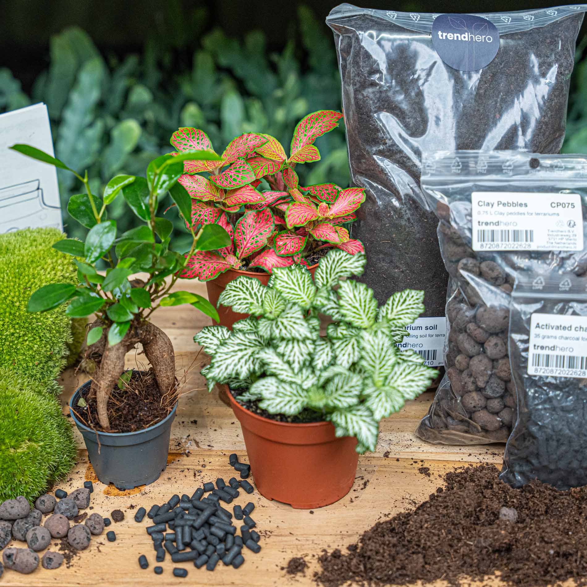 terrarium planten kopen Plant terrarium package kopen | Terrarium