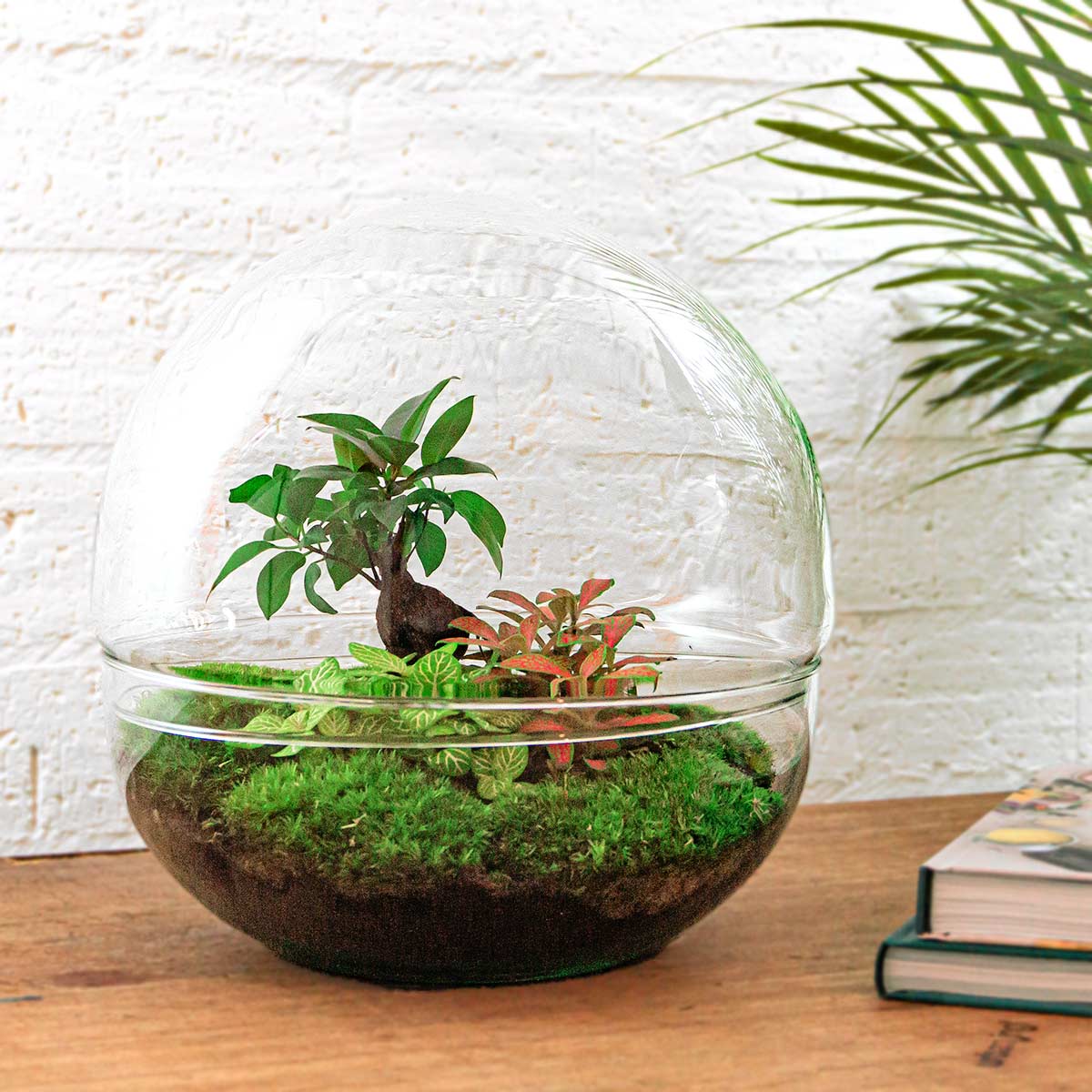Terrarium DIY Kit - Dome XL Ficus Ginseng Bonsai - Bottle Garden - ↑ 28 cm
