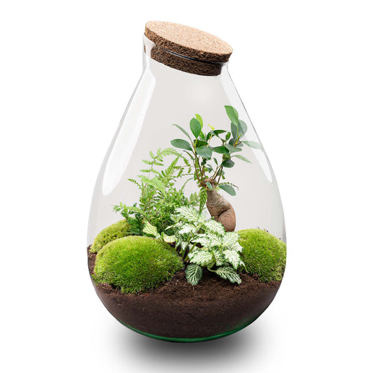 Drop XL Green - Terrarium with cork - Bottle garden DIY kit – Ø 24 cm ↑ 37 cm