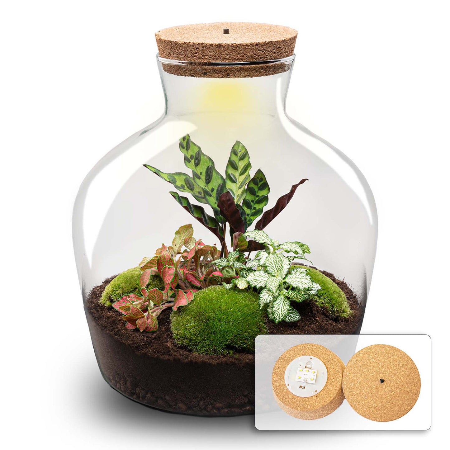 Terrarium DIY Kit - Fat Joe Red with led light - Bottle Garden - ↑ 30 cm