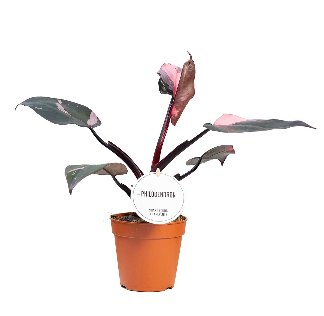 MM-MEC-0092 - 0