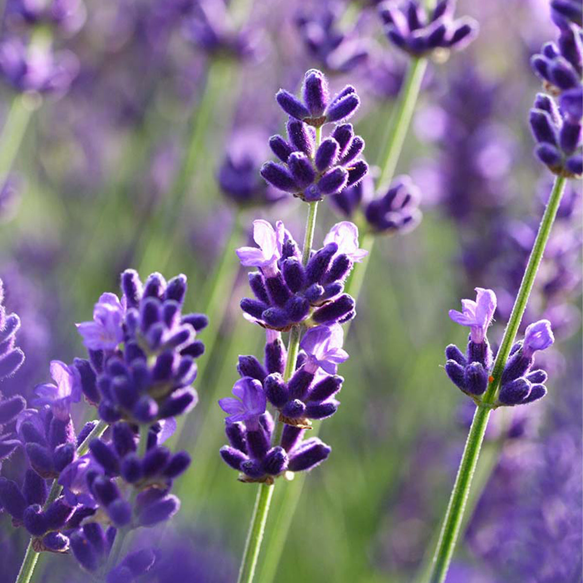 MM-MEC-1401 - 1