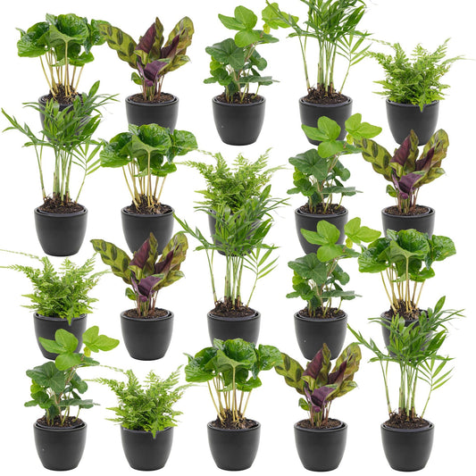 Mini plant & pot combinatie - 10 tot 1.000 stuks - Relatiegeschenk