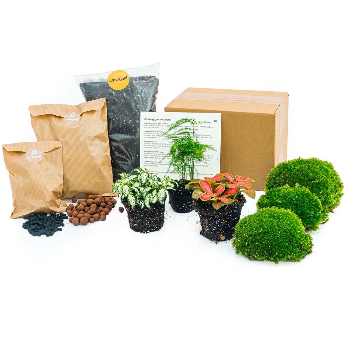 Plant terrarium package - Asparagus - 3 terrarium plants - Refill & Starter package - DIY Terrarium kit