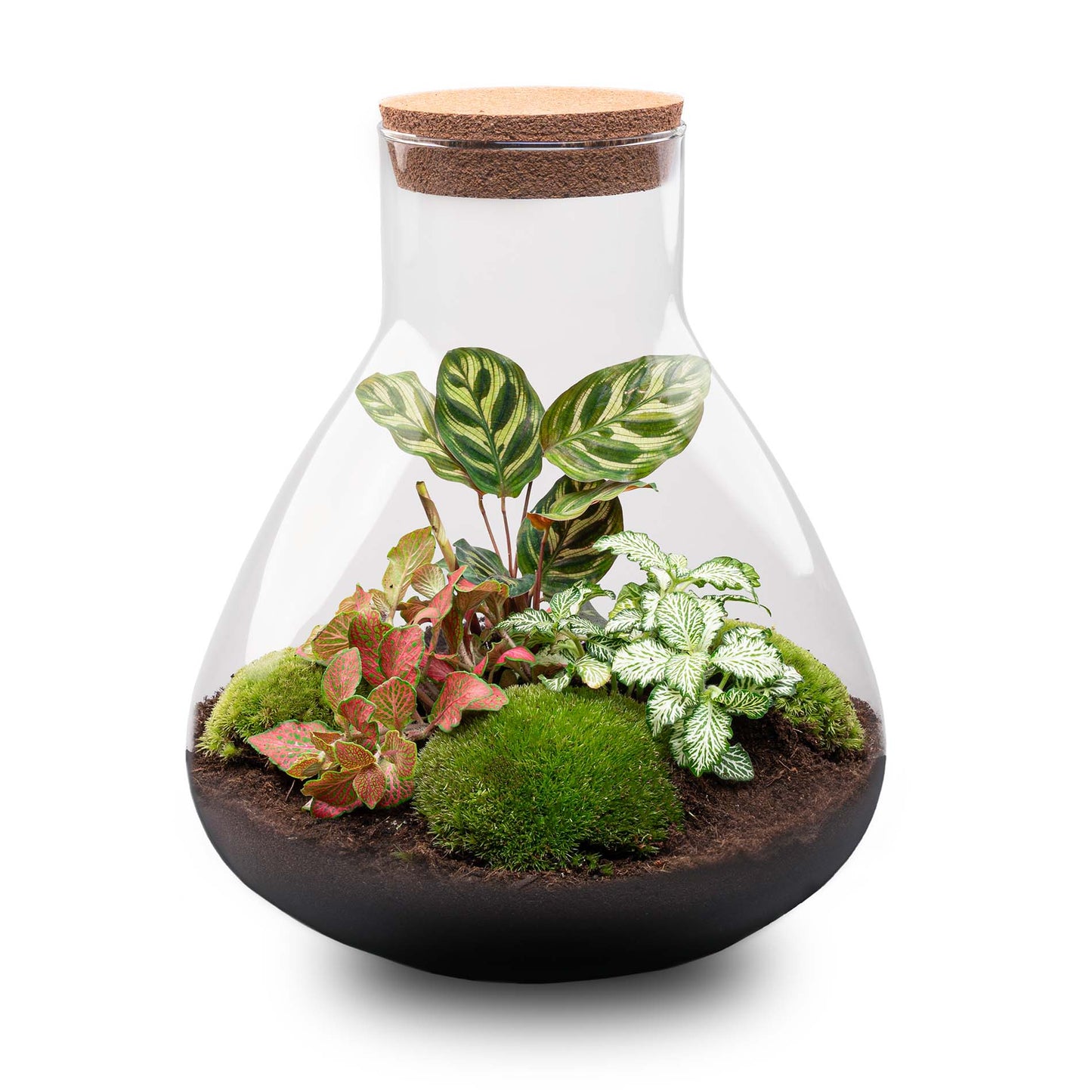 Terrarium DIY Kit - Sam XL Red - Bottle Garden - ↑ 32 cm