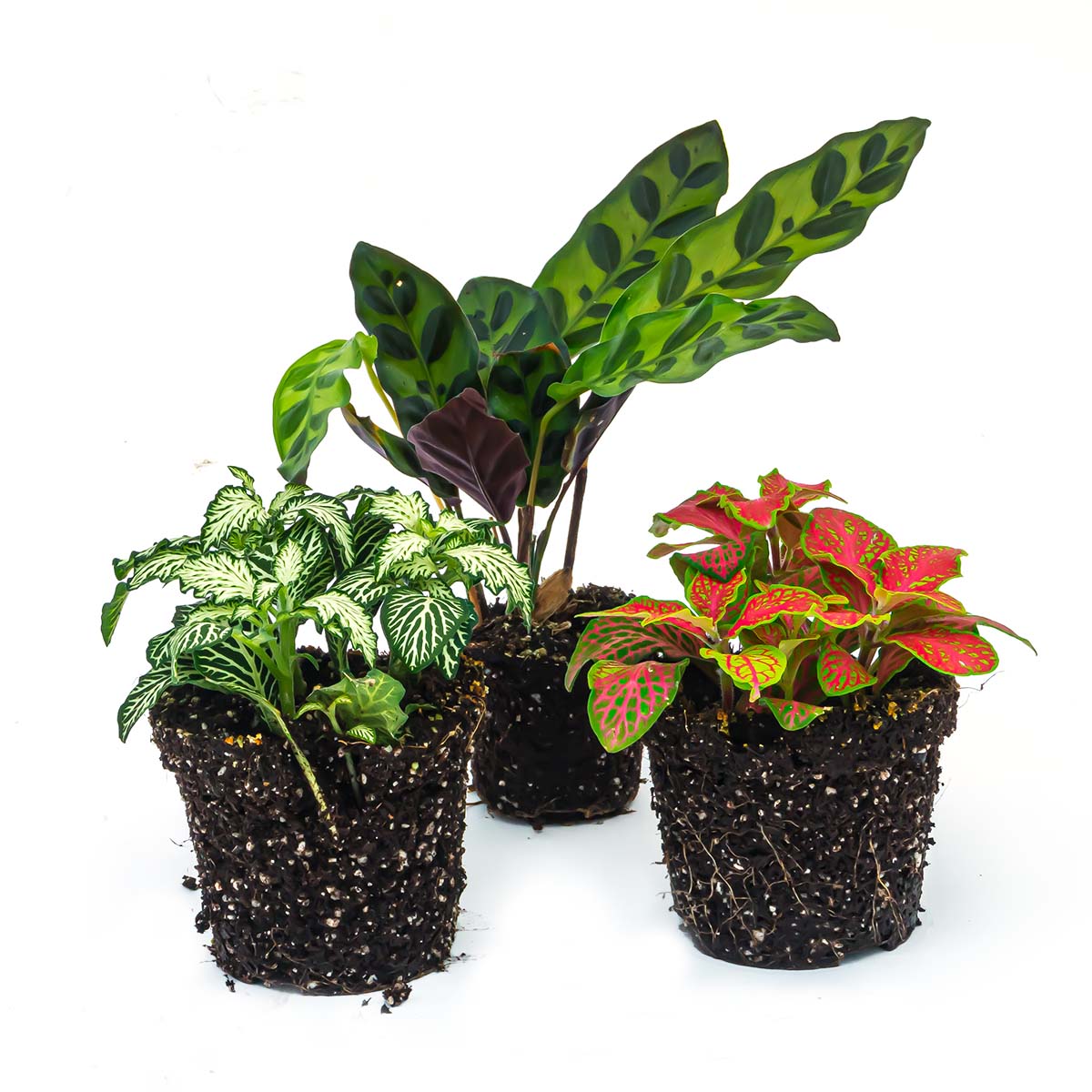 terrarium planten kopen Terrarium Plantenset kopen | terrariumplant