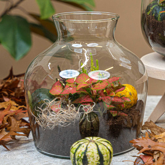 DIY Terrarium Selber Machen: Komplette Anleitung