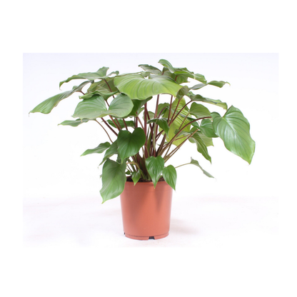 Two Hedera Helix houseplants in 6 cm pots, ideal for terrariums, from Florazo NL, featuring lush green ivy leaves.