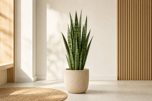 Sansevieria Zeylanica - Kamerplant | Florazo hero