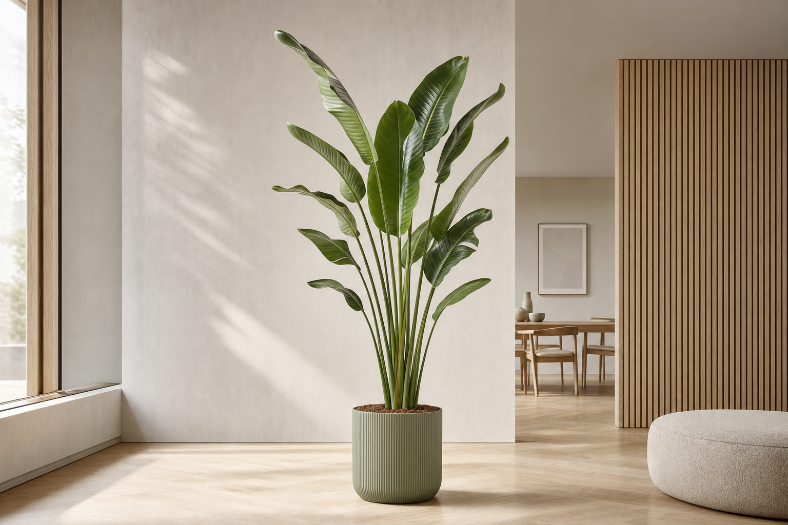 Strelitzia Nicolai - Kamerplant | Florazo hero