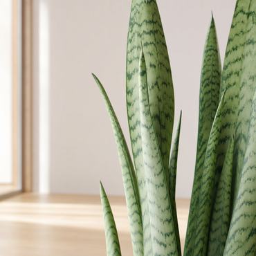 Sansevieria Zeylanica - Kamerplant | Florazo detail