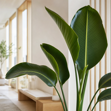 Strelitzia Nicolai - Kamerplant | Florazo detail