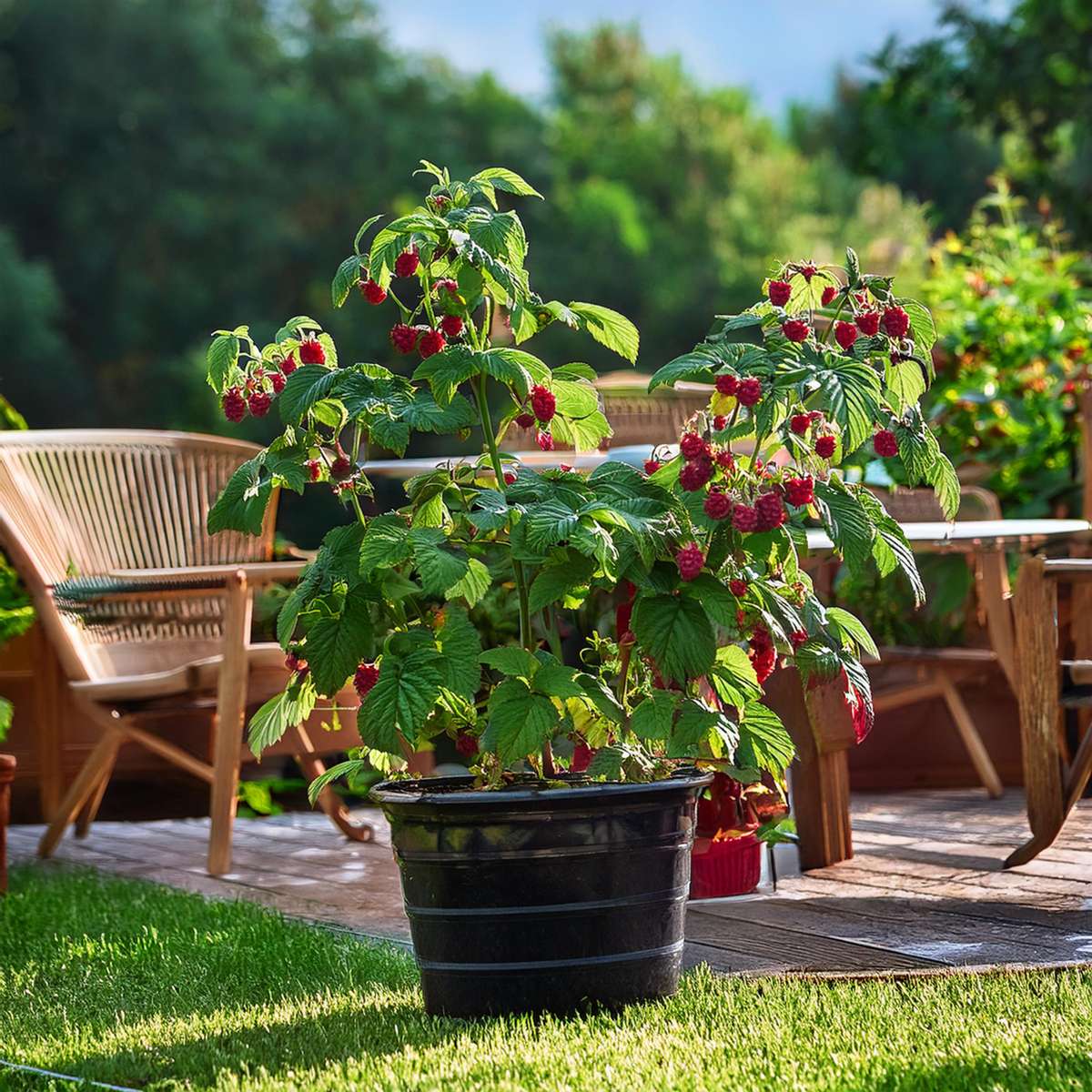 Rubus idaeus 'Malling Promise' - Set van 4 - Framboos