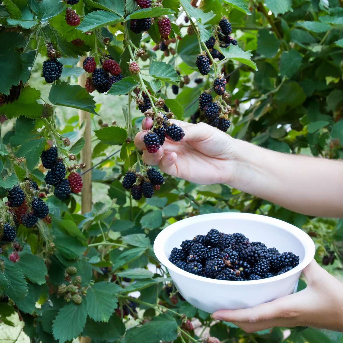 Rubus fruticosus - Set van 2 - Braam