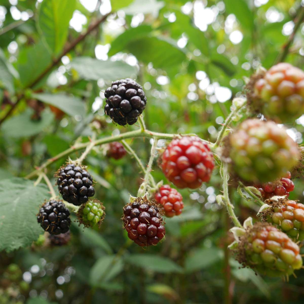 Rubus fruticosus - Set van 2 - Braam