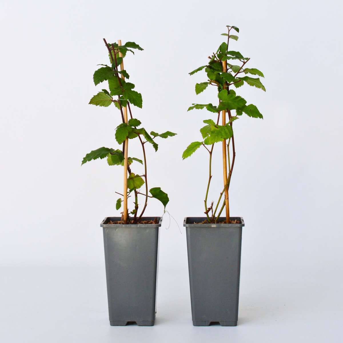 Rubus fruticosus - Set van 2 - Braam