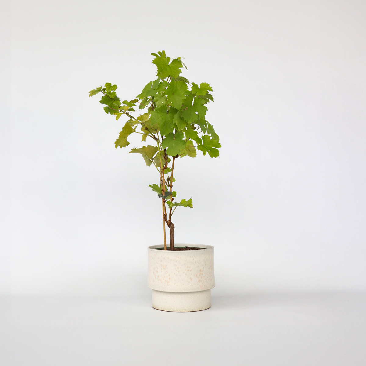 Vitis vinifera ‘Himrod' - Druivenplant