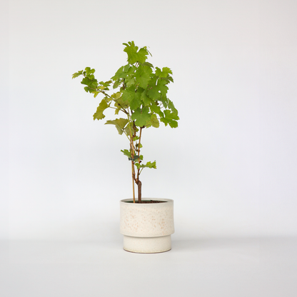 Vitis vinifera ‘Himrod' - Druivenplant