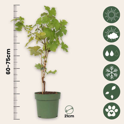 Vitis vinifera ‘Himrod' - Druivenplant