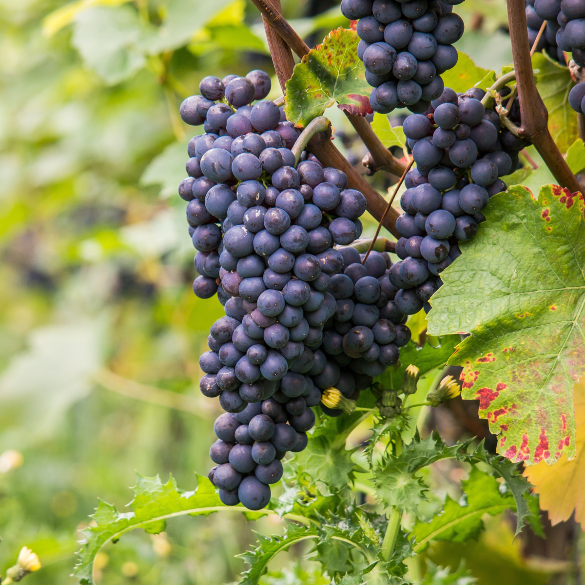 Vitis vinifera ‘Nero' - Druivenplant