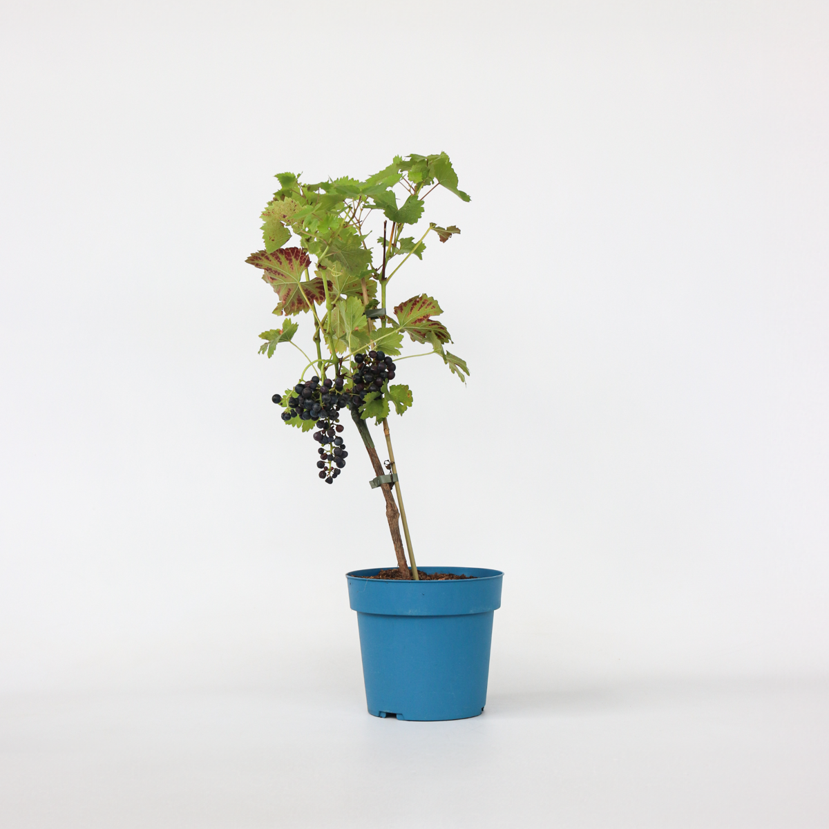 Vitis vinifera ‘Nero' - Druivenplant