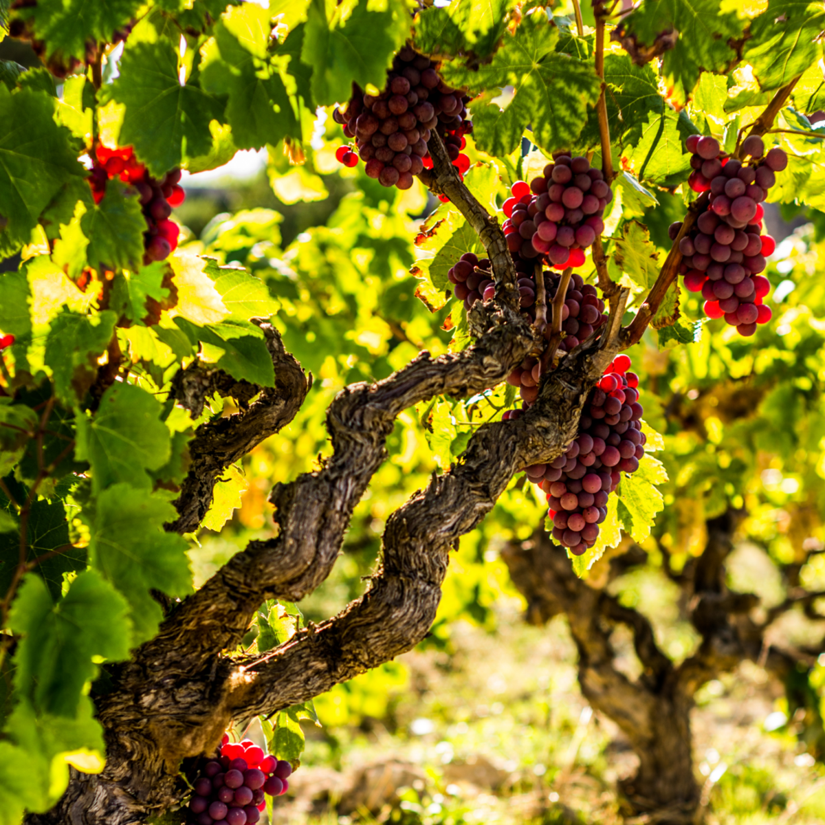 Druivenplanten - Set van 3 - Vitis Vinifera - Rood