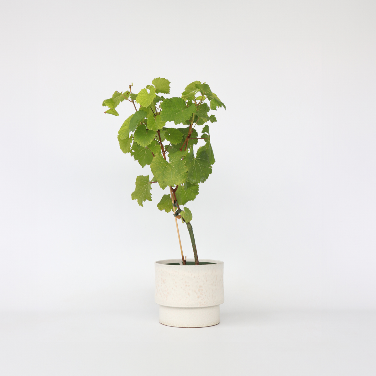 Vitis vinifera ‘Vanessa XL' - Druivenplant