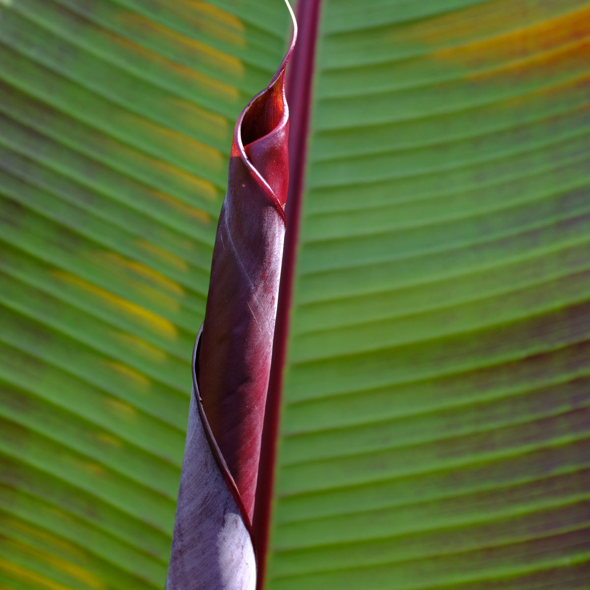 Musa sikkimensis Ever Red - Rode bananenplant