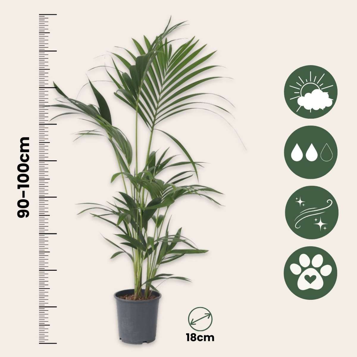 Howea Forsteriana - Set van 2 - Kentiapalm