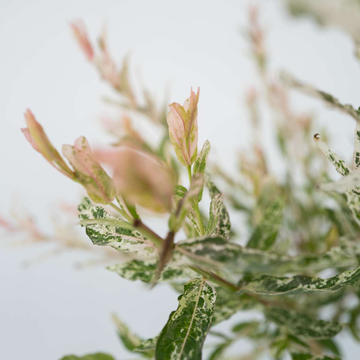 Salix Flamingo - Bonte wilg