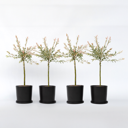 Salix Flamingo - Set van 4 - Bonte wilg