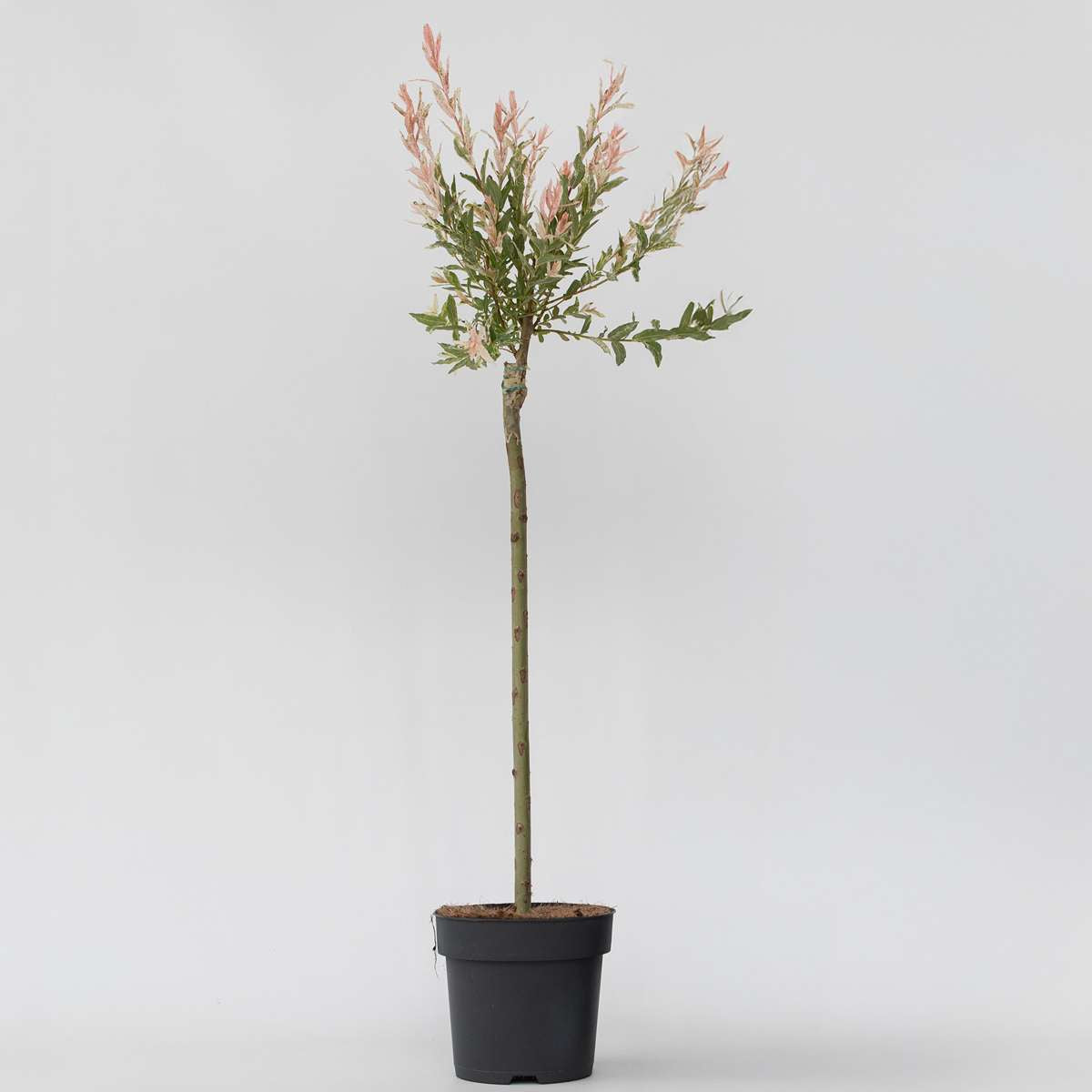 Salix Flamingo - Bonte wilg