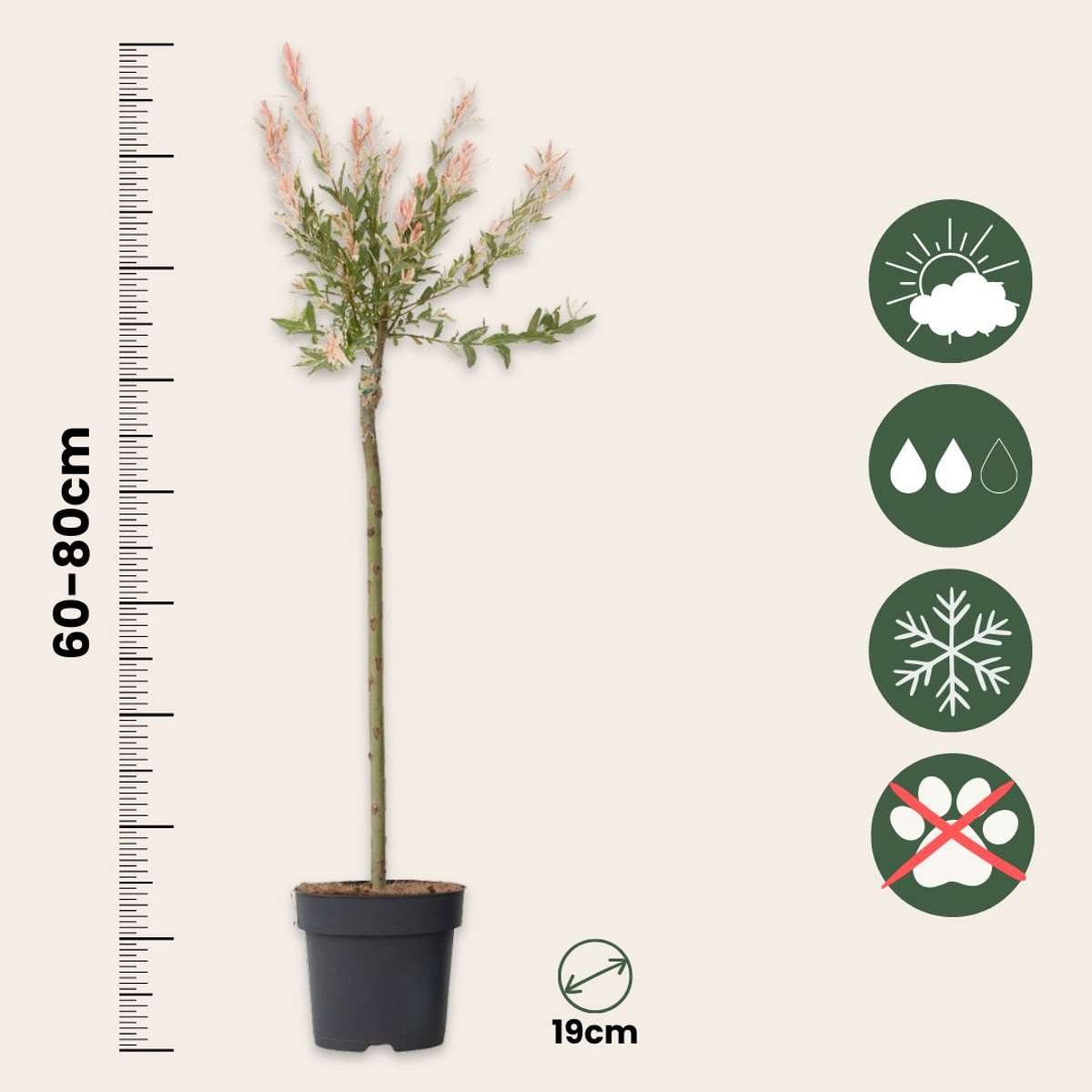 Salix Flamingo - Bonte wilg