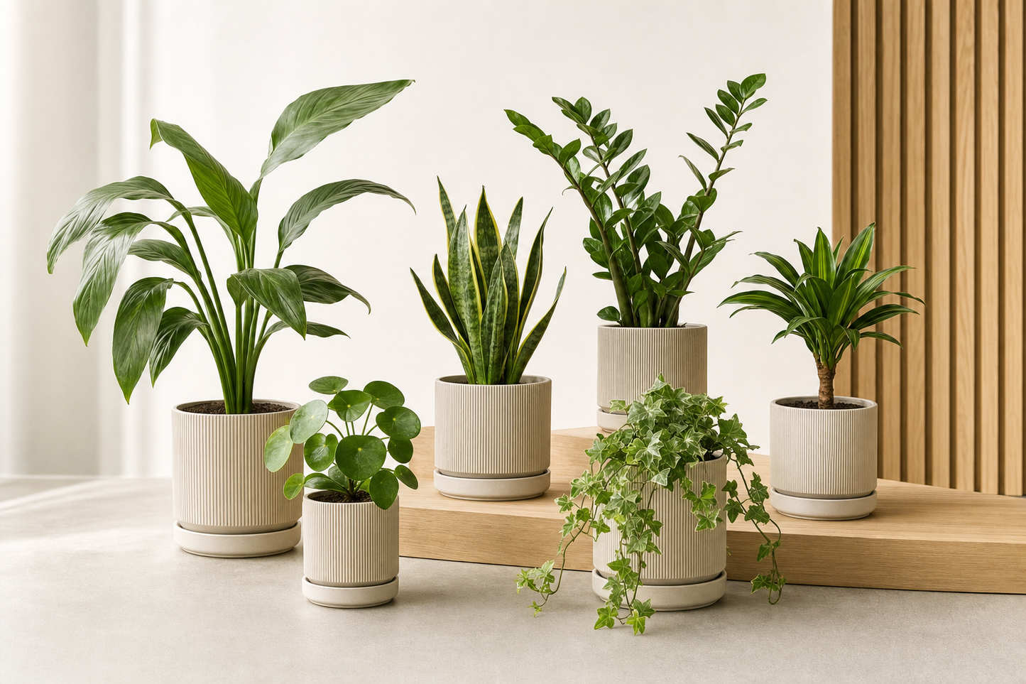 Florazo Plant set - sales image